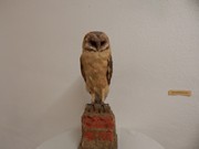 Výlet Dobrovice  Ptačí svět